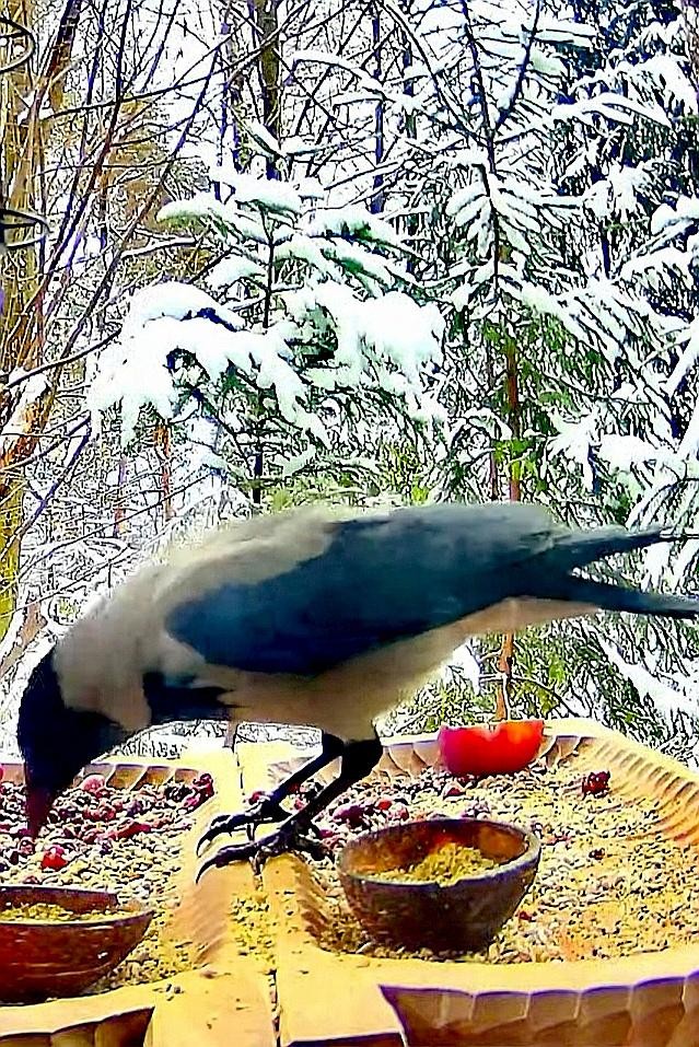livebirdspoland_72ff9d78f807ffe14d968ef3dfc28711.jpg