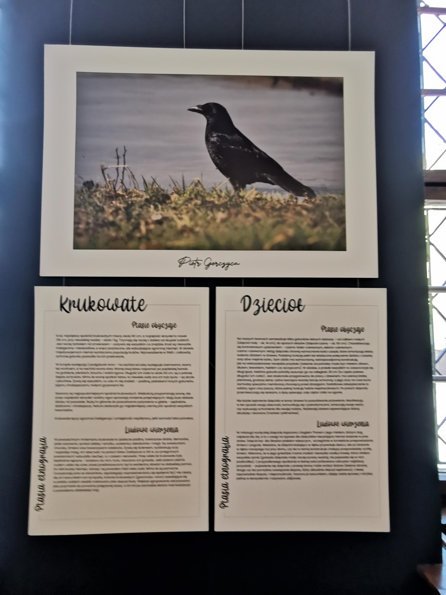 livebirdspoland_990a703d0133b20555ce07fc1a3d7fbc.jpg