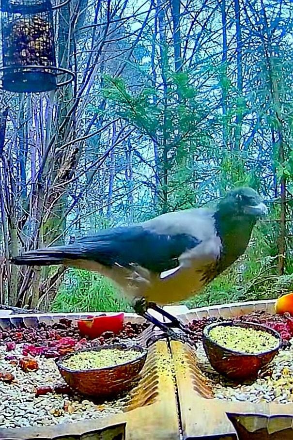 livebirdspoland_d5ebf46467f2487f820243fd34af85db.jpg