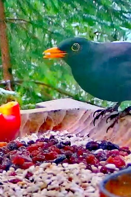 livebirdspoland_52b085b67c3256291e444c5c5be95a52.jpg