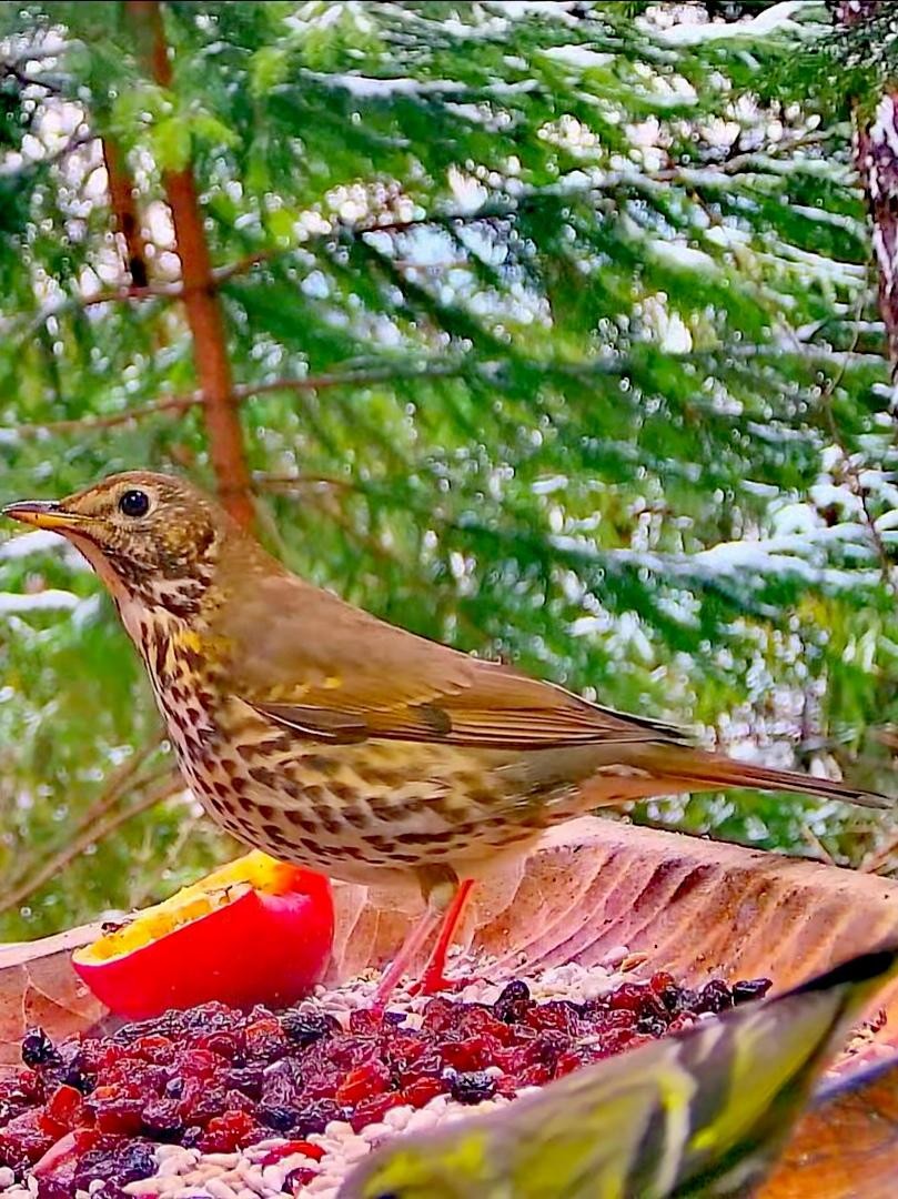 livebirdspoland_bb59c3d1930dd3fb09a3bfd890a98ae7.jpg