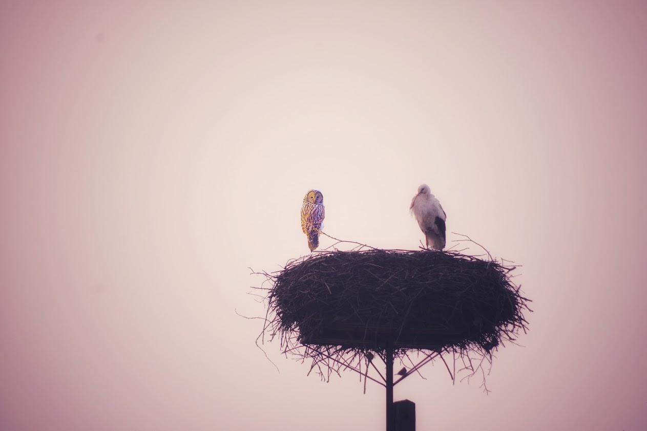 livebirdspoland_deaf852b5590ba99d0cd0e4488a2149e.png