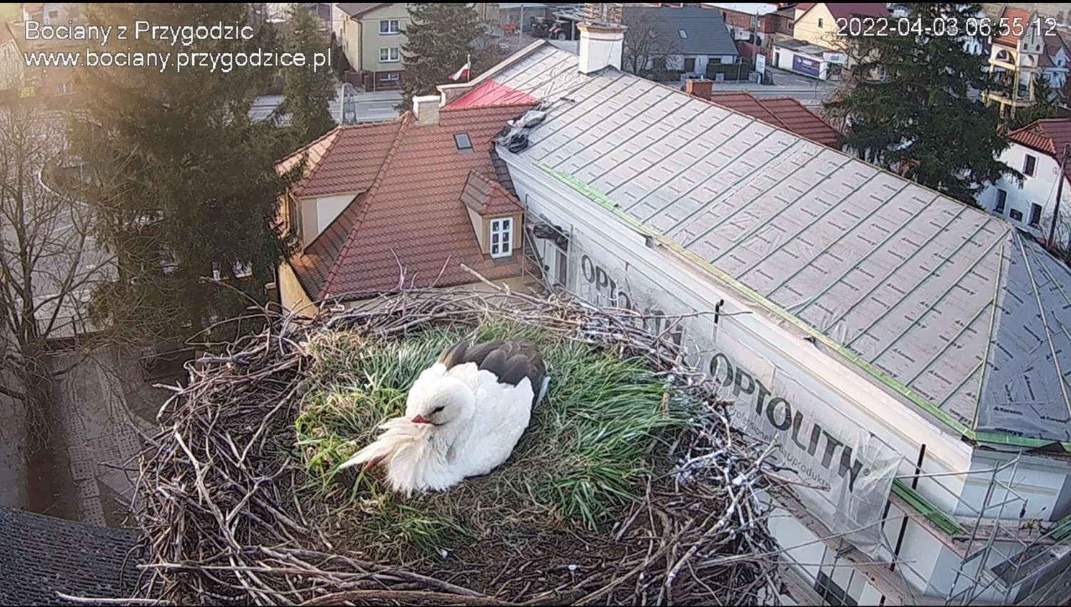 livebirdspoland_83db5f317588f0ddf1f6ffe5061fd7e0.jpg