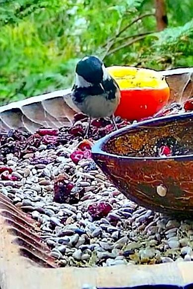 livebirdspoland_eff40bb0f14e8592685cf2a19d0f3500.jpg
