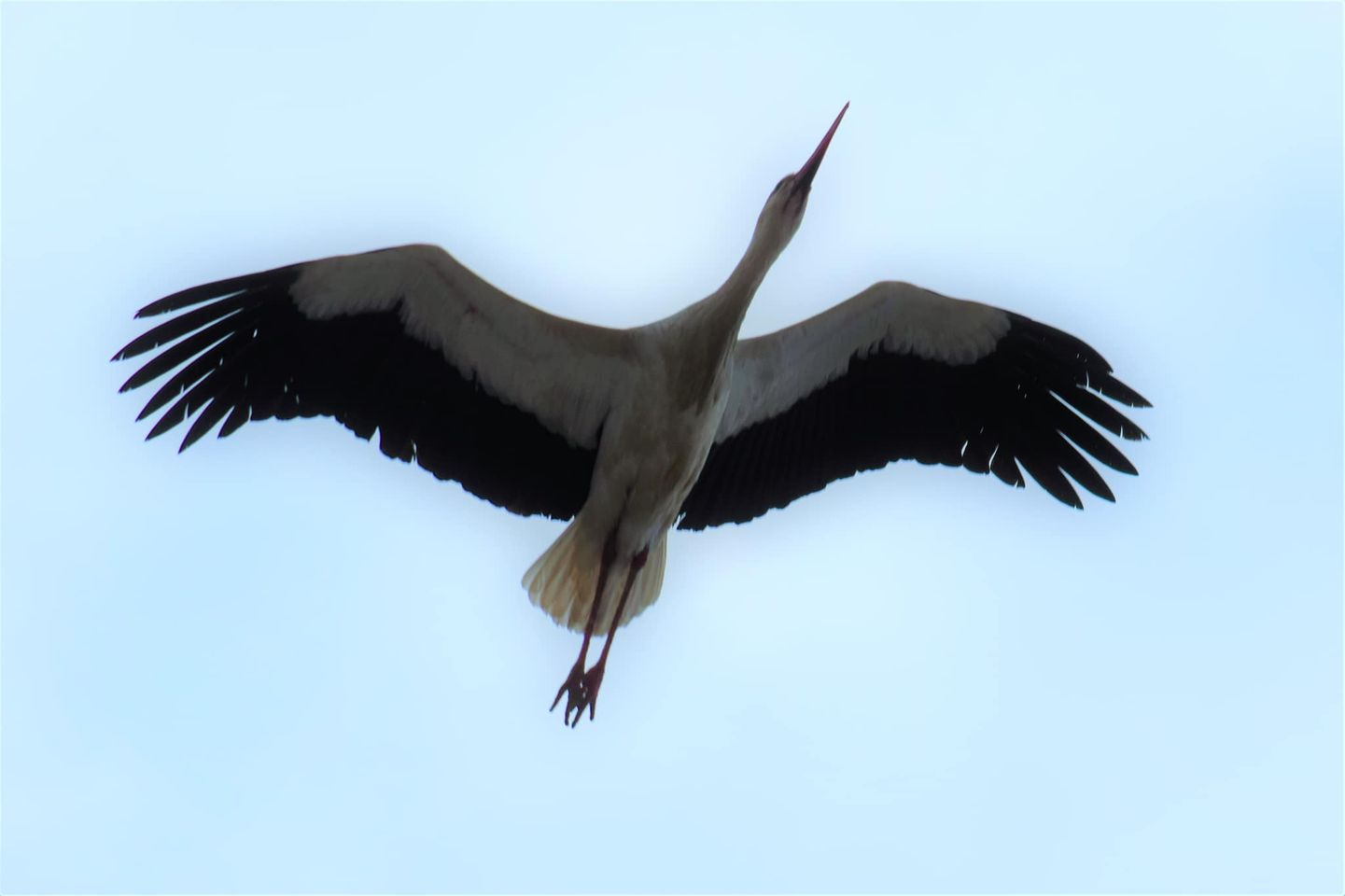 livebirdspoland_6d3f4258e703ca5a40f9f41852f0c244.png