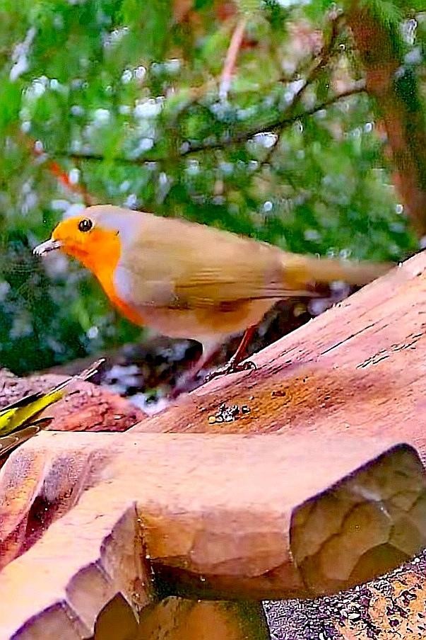 livebirdspoland_59bf4a825d885d06dbd5b6b7d5df09c0.jpg