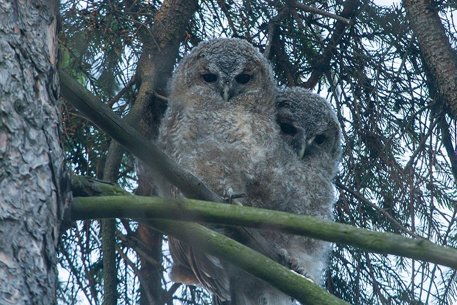 livebirdspoland_69ea5aee61ff1e85384f8abd2af57616.png