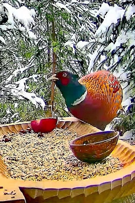 livebirdspoland_26e8ee4aff5af625d1561c27fb52aad2.jpg