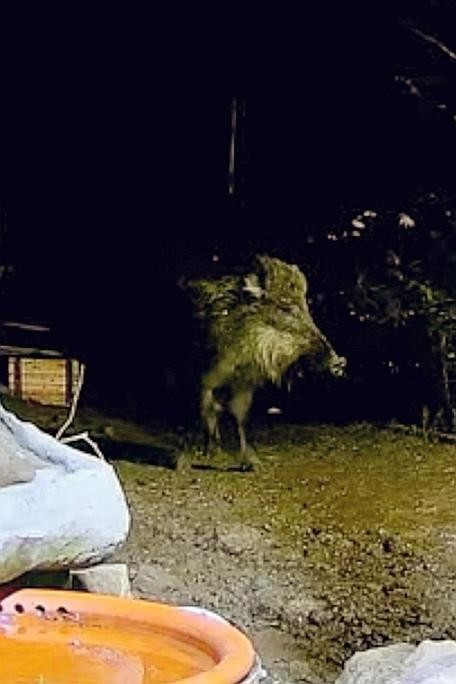 livebirdspoland_c23e8eb0e5547fe7557d57ffaa9e8975.jpg
