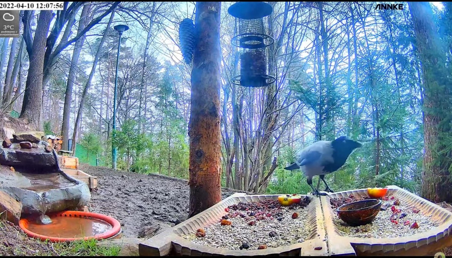 livebirdspoland_7e90beca670c40ed5940d3049e7315f6.jpg