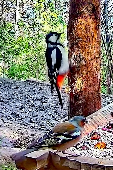 livebirdspoland_65de9375b8063d0aa326d2fcf9d233f2.jpg
