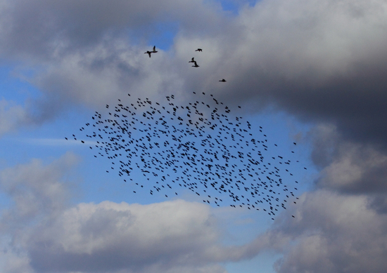 livebirdspoland_0f49083d1db78106267602f493982bcc.png