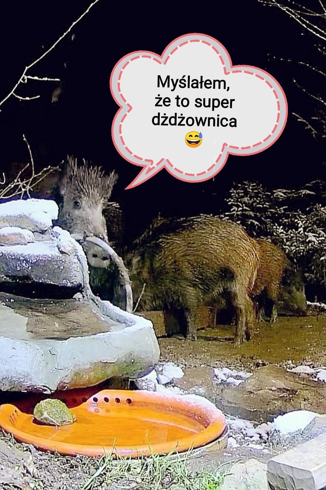 livebirdspoland_c9bcb6046409391c9c029d7210502091.jpg