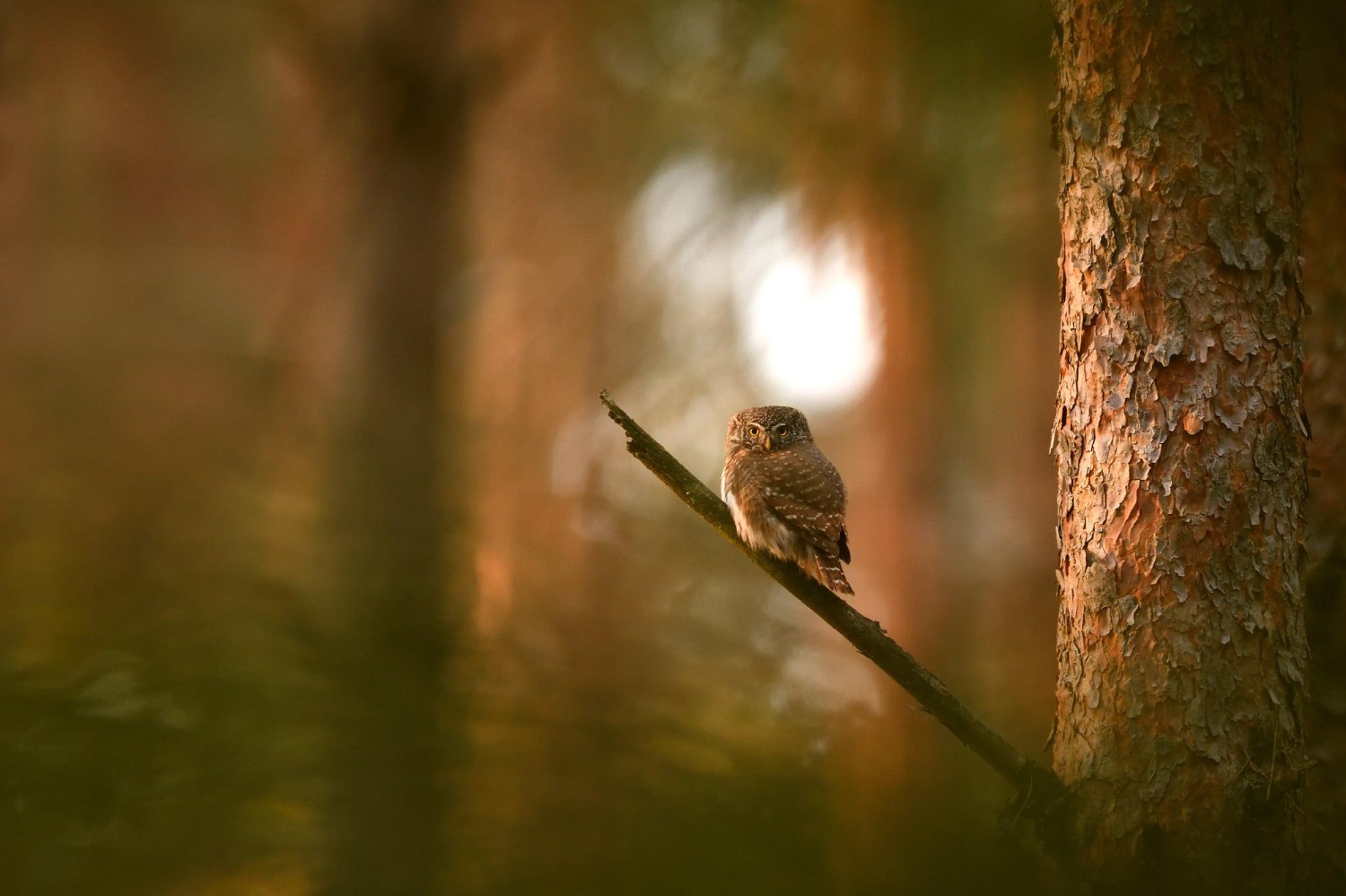 livebirdspoland_c9a6116cda6455395fbcf78155f0e407.jpg