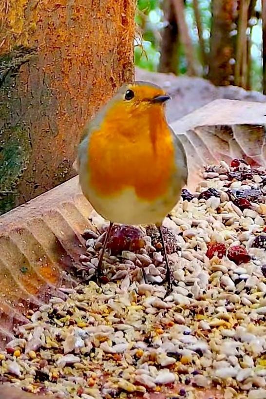 livebirdspoland_58d0da90371bcf4d683d83fa433a21b0.jpg