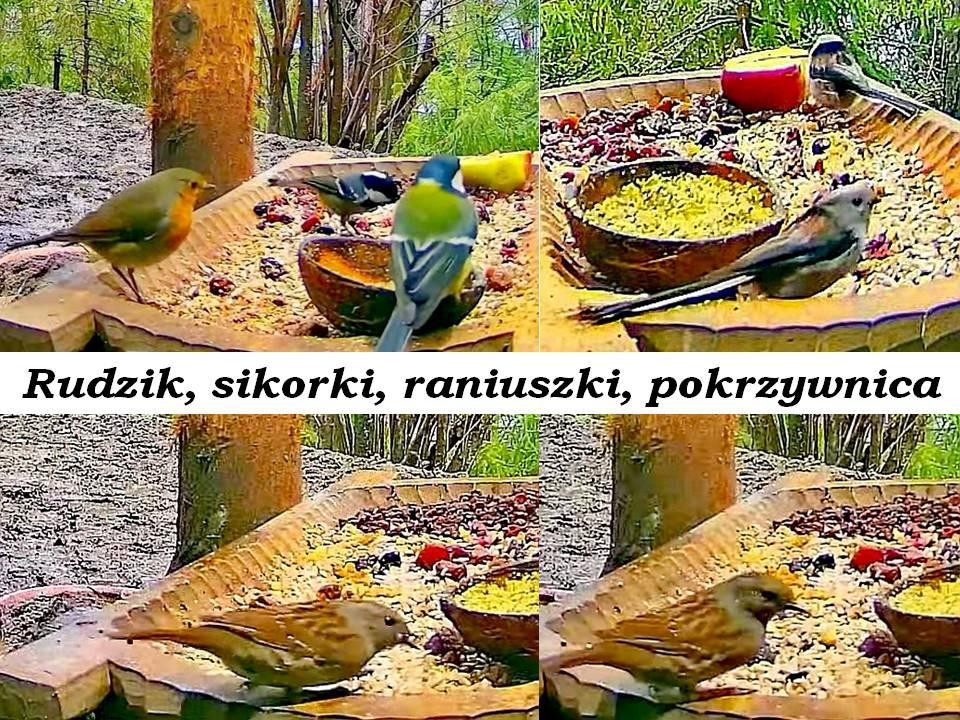 livebirdspoland_73b1b450acf6893671434191fcd20dc7.jpg