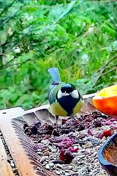 livebirdspoland_db34179f94f0af447bafa0d416796ea4.jpg