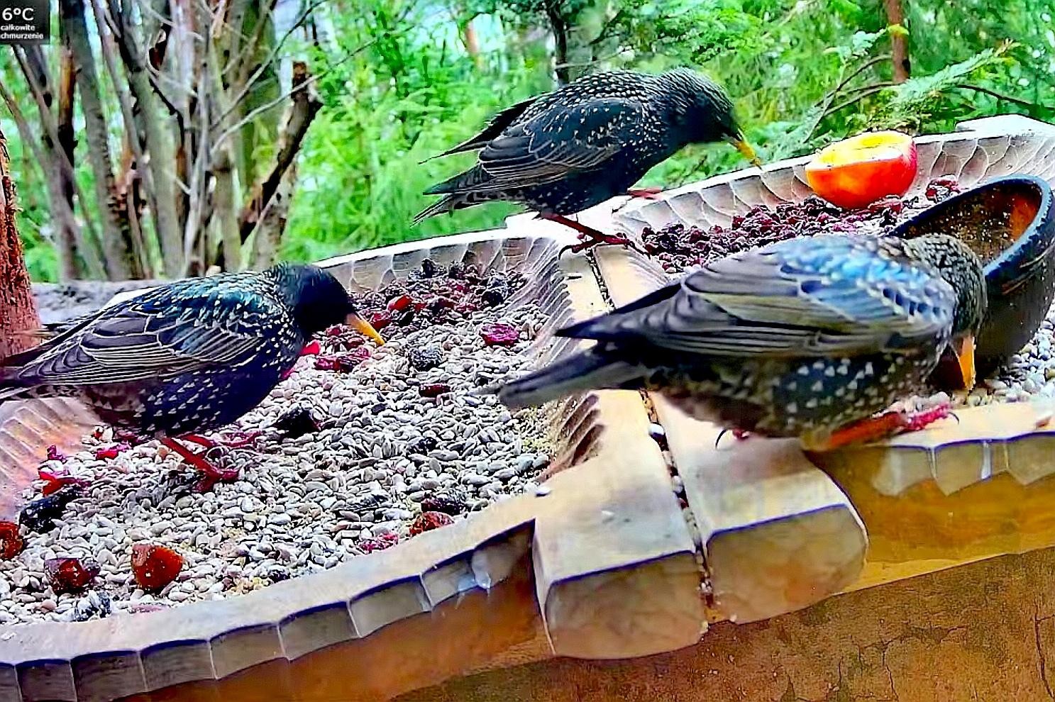 livebirdspoland_52691bd02076c8be4cff7f576305bf40.jpg