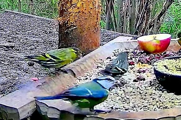 livebirdspoland_73e2ffcc4d2df0b10d8335b7250b70d3.jpg