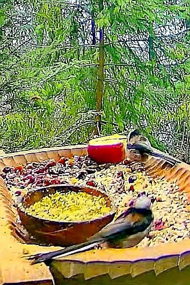 livebirdspoland_4d55928b38a3a1debce92980609506de.jpg