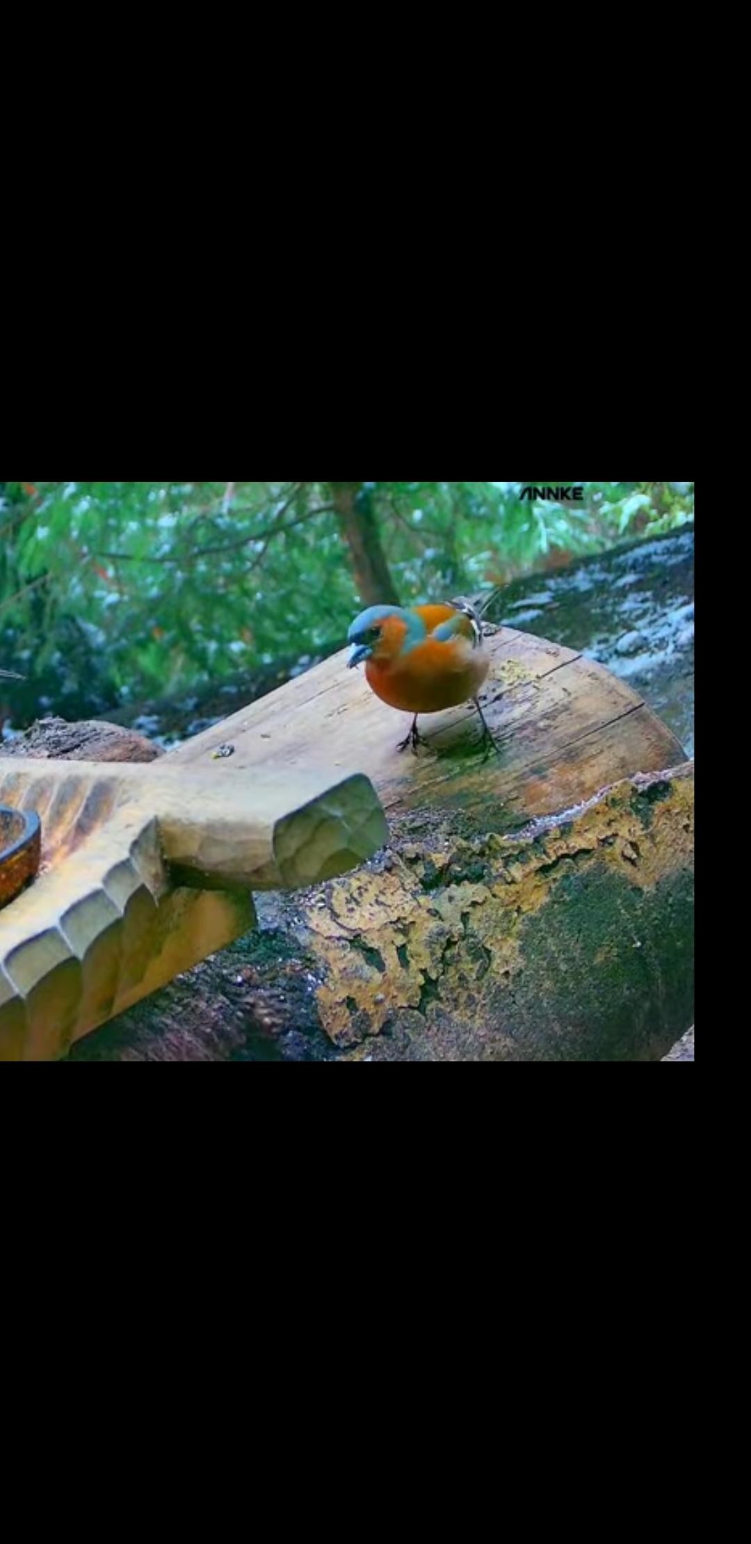 livebirdspoland_94fa689e9f19cbb85b6a338c5ffa049b.jpg
