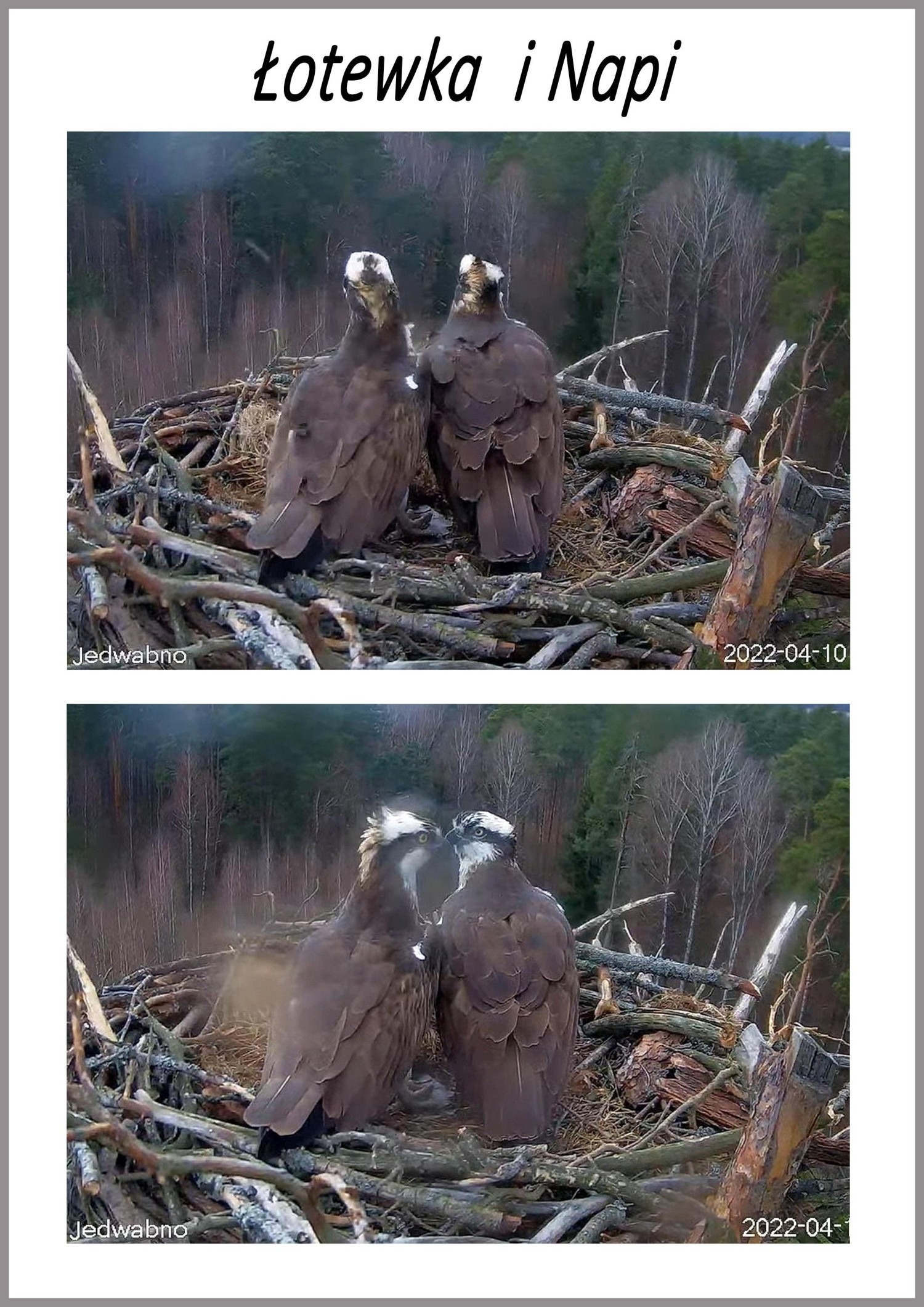 livebirdspoland_8728fd4b1af0c6b3917b0abae126a47a.jpg