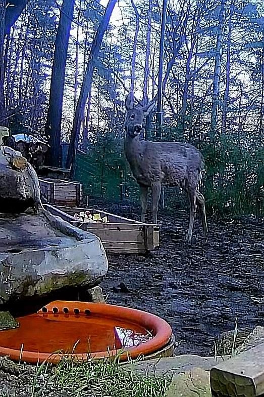 livebirdspoland_55580c569037c6edc00943fb536f319c.jpg