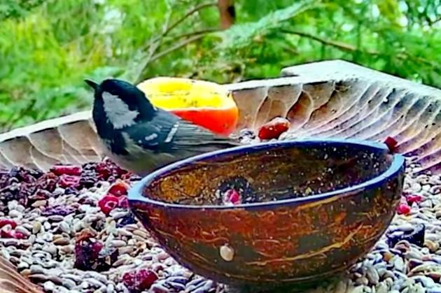 livebirdspoland_1e976fc7a55e147bcc7860353da601f8.jpg