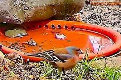 livebirdspoland_5249f065b282985e0ea50dae76f33adf.jpg