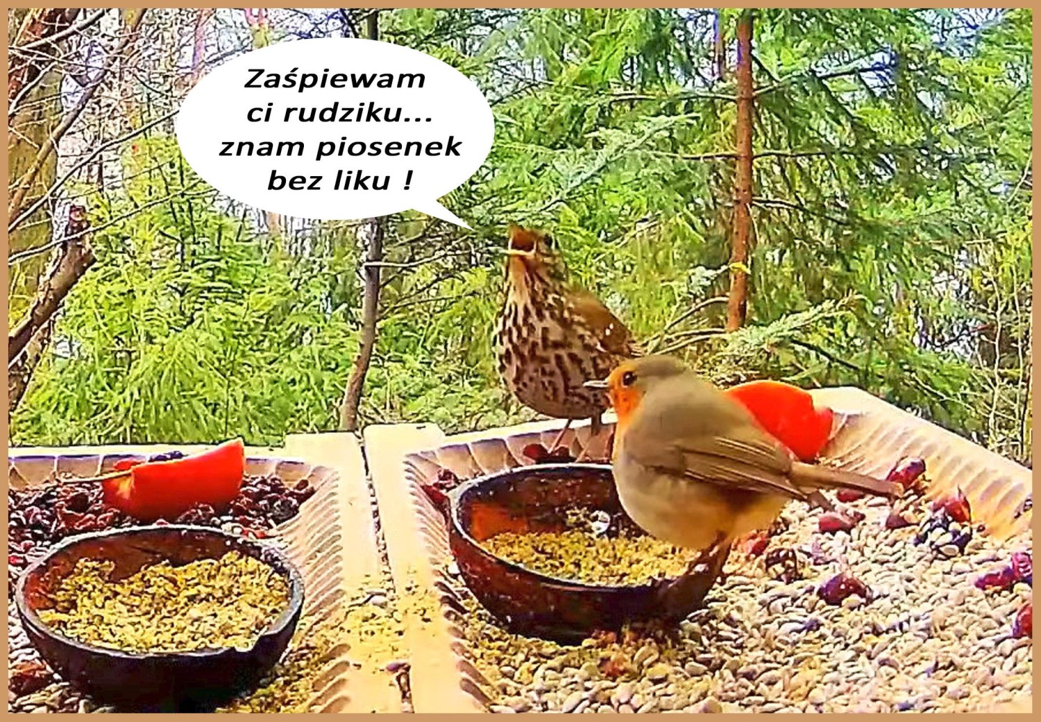 livebirdspoland_792d9b539fd45ef5282f1b8c6e4473a9.jpg