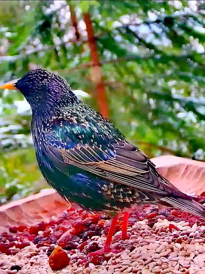 livebirdspoland_ed692701e39ecc1bf4d463b053c6a101.jpg