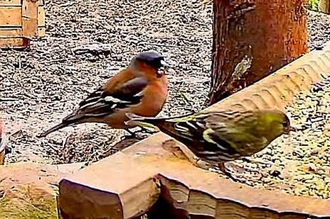 livebirdspoland_3b26a7c640ac537fedf19088ef0102c8.jpg
