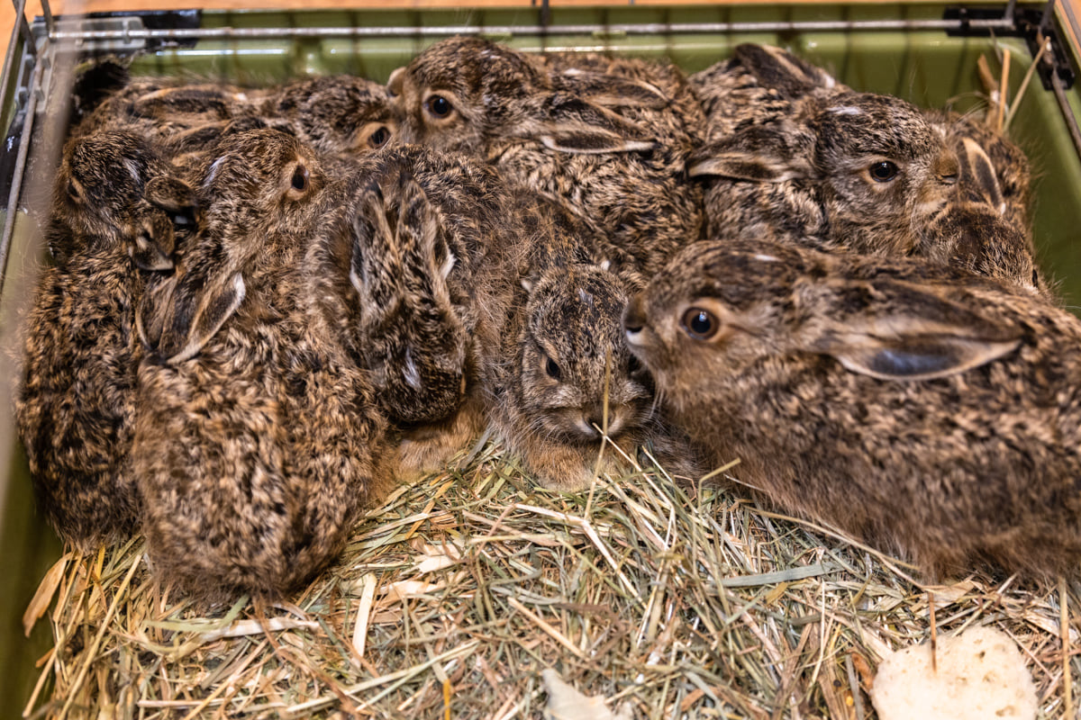 livebirdspoland_8bd473ada3dbfa9b5214b538e526207a.png
