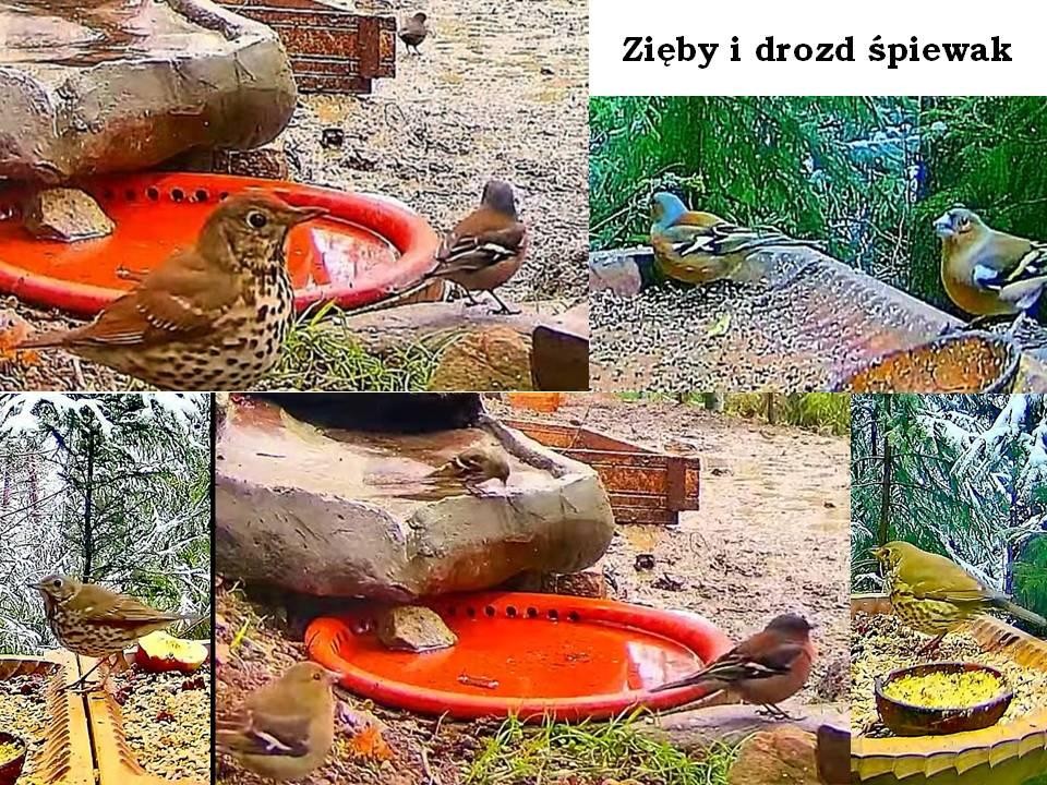 livebirdspoland_a6a01bdb9bb45ecef864fa0682c6de63.jpg