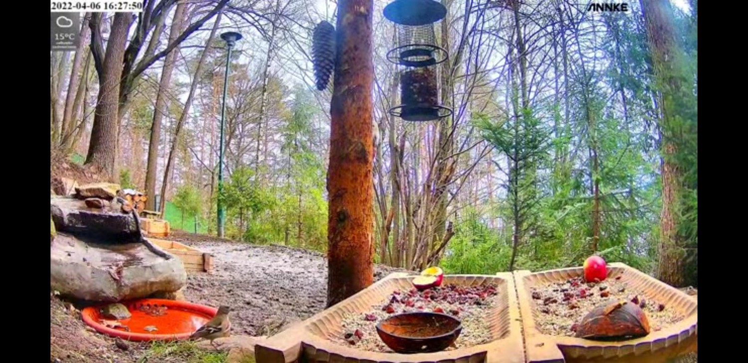 livebirdspoland_90e353fbe28622ec0114be664c7a5958.jpg