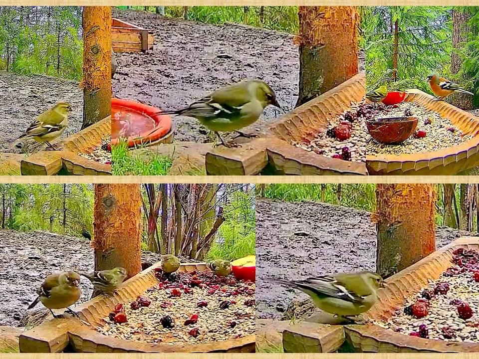 livebirdspoland_c69aeeee45a4c701ee4eb0bba5c6bbde.jpg