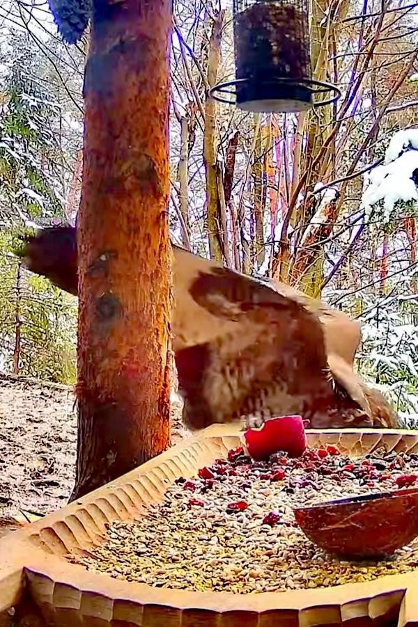 livebirdspoland_f4d2d08e57d6a3756df1b877d18f3ae4.jpg
