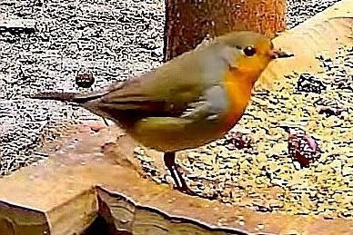 livebirdspoland_88c74aac24930dfce3c2f4a31cf0926b.jpg