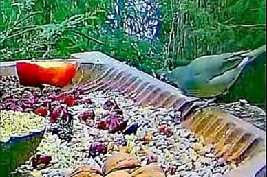 livebirdspoland_a5f6e9bf5619b9f498dfc089e4af752b.jpg