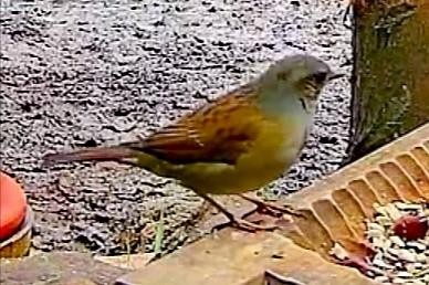 livebirdspoland_fbf689155765336574458d3aa8b0eff5.jpg