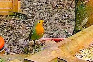 livebirdspoland_da2fafed7eec113719b6f67fc0c6a7ee.jpg