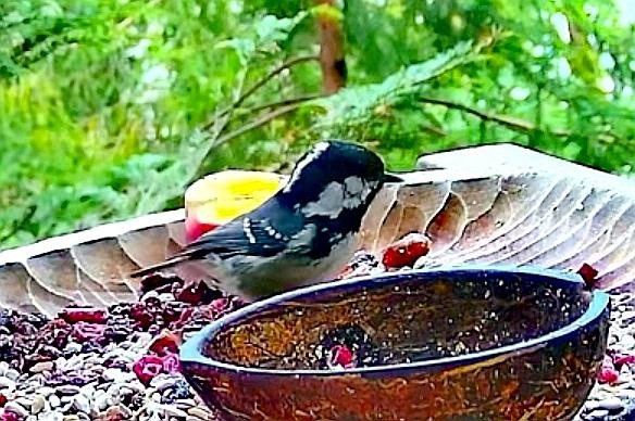 livebirdspoland_f5ded56120772e9925c5c9887bef638c.jpg