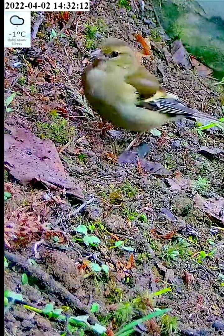 livebirdspoland_c13ed4a6eb15619dd3735c08b7111a66.jpg