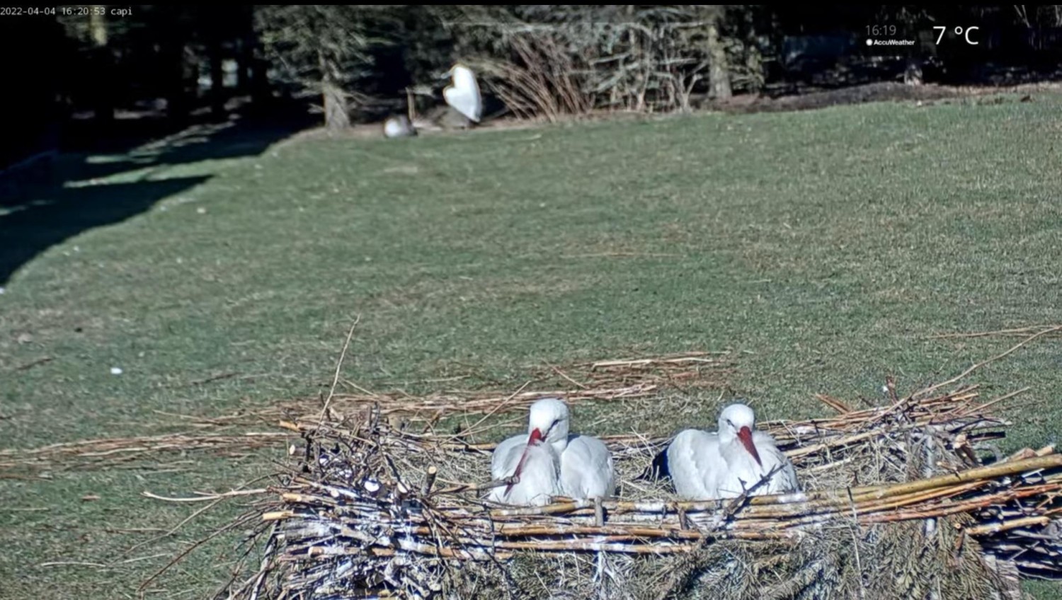 livebirdspoland_38a2e71bdd3726b79a16cd30ffe20251.jpg