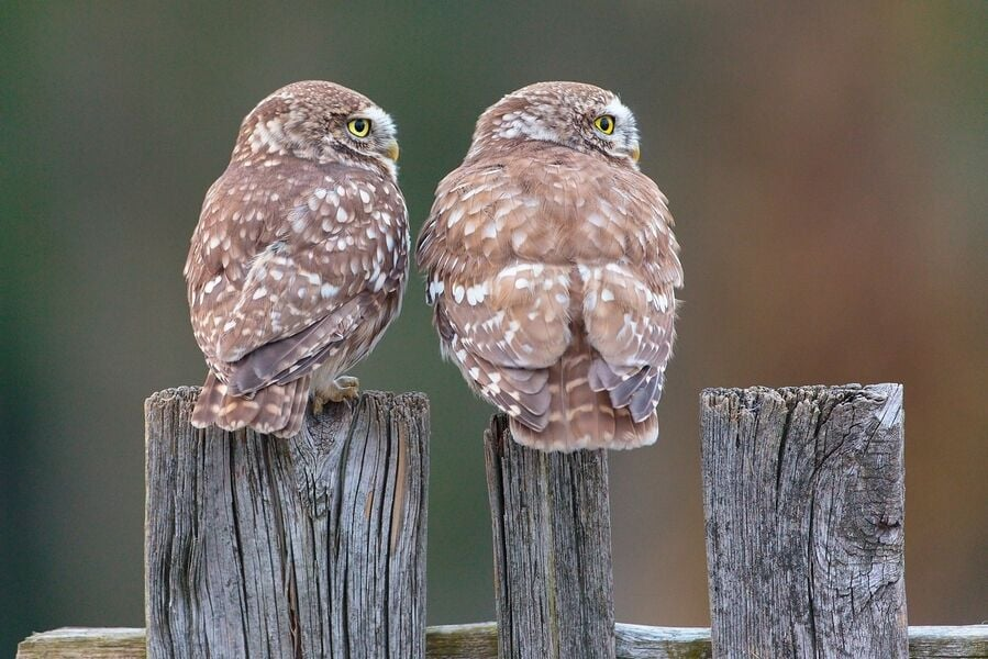 livebirdspoland_d9125e65d7164f390e3f23b0cc338040.png