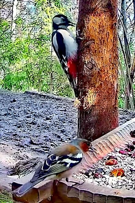 livebirdspoland_0ca827557e47ebf3eee966d1f844e5f7.jpg