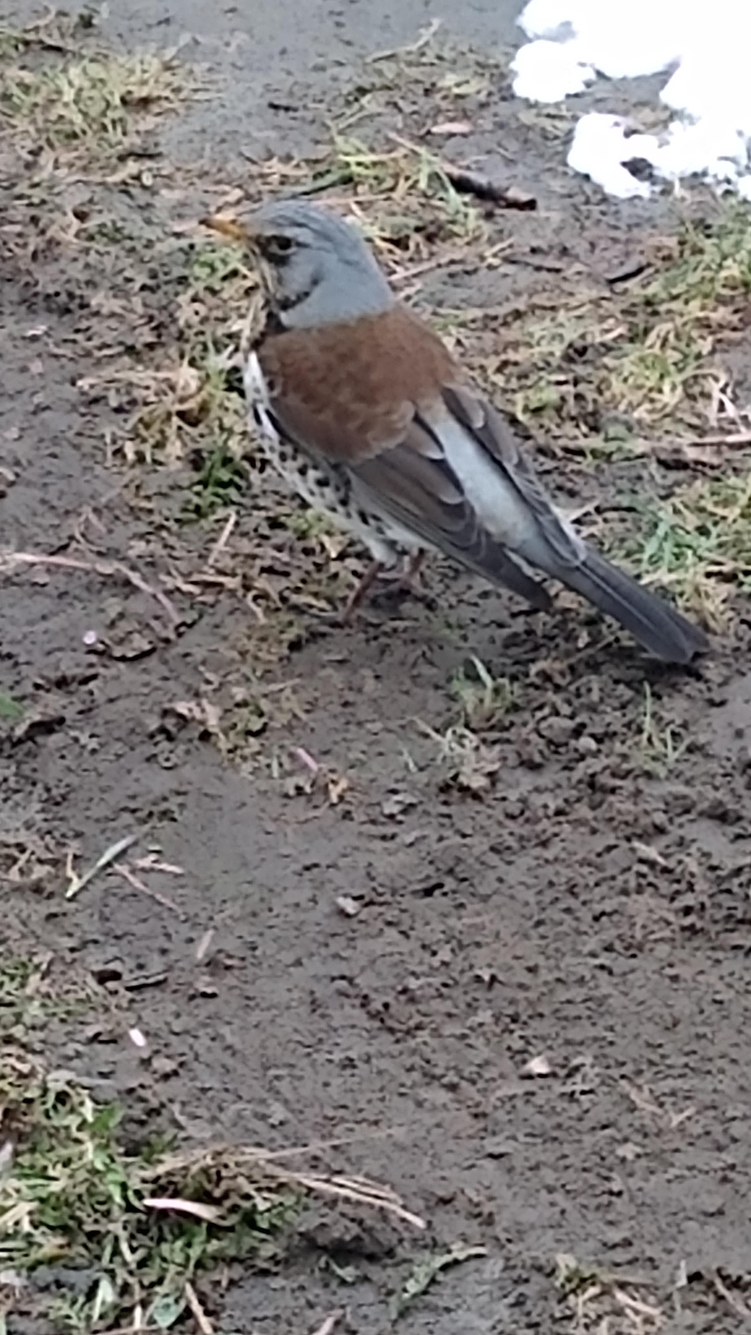 livebirdspoland_8c3eed4b4ccf88f08075bc9845dda8cb.jpg