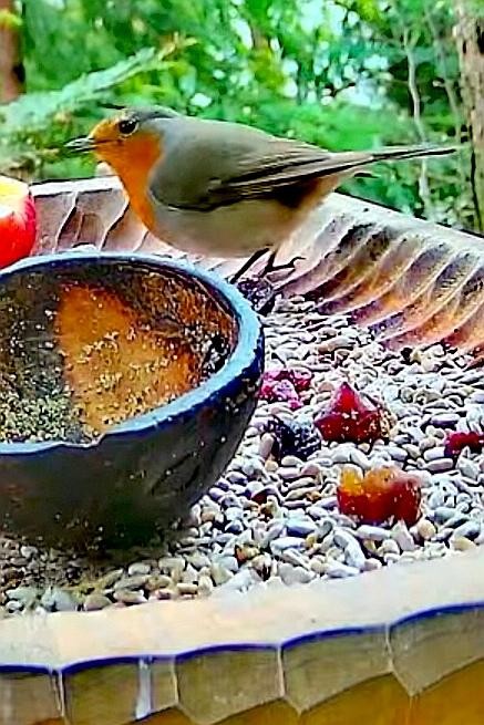 livebirdspoland_f29cb2c71eb52d8482ab9c041fe85b44.jpg