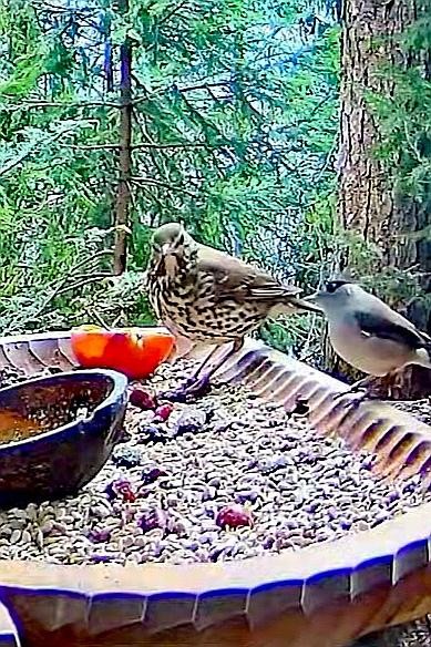 livebirdspoland_81a3e0177b521e7311ae8c3fb480ed70.jpg