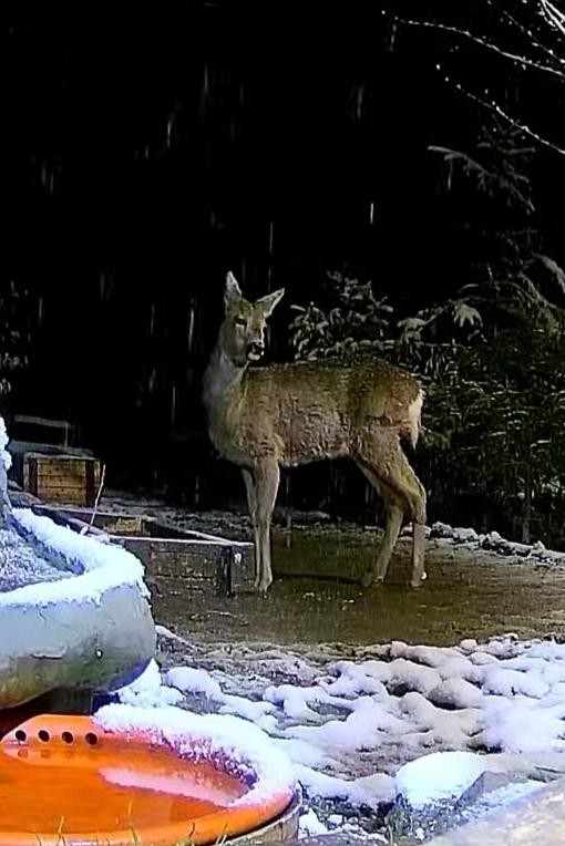 livebirdspoland_3f1e89153e6efcac56efb59906e532d8.jpg